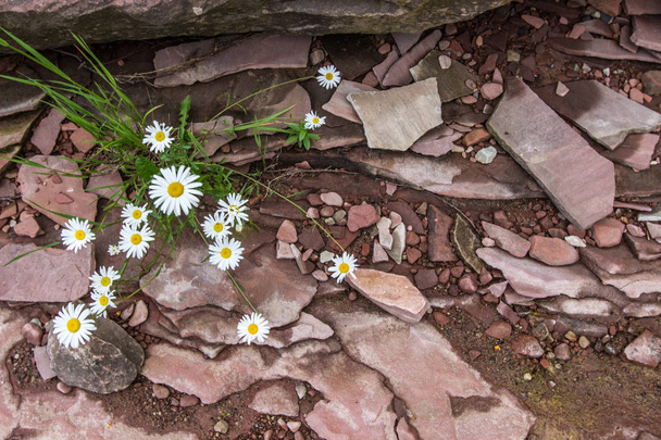 "Bloom Where You Are Planted". Группа ромашки растет через скалистую песчаную почву
 - Фото, изображение
