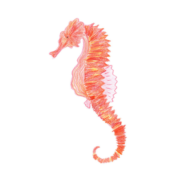 Hippocampus. Red seahorse. Cute animal drawn by red pencil. Sea inhabitant. Isolated on a white background. - Photo, Image