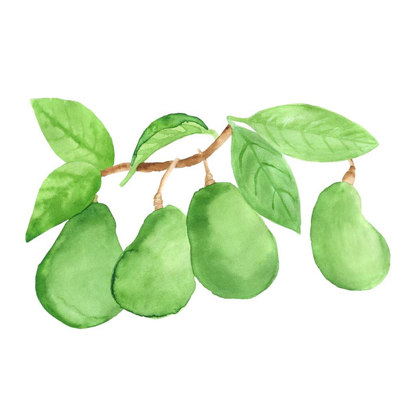 Beautiful branch of ripe avocado with leaves. Watercolor drawing isolated on white background. - Zdjęcie, obraz