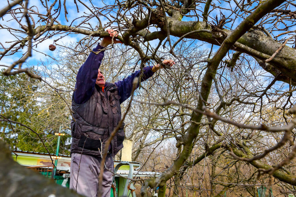 Gardener is cutting branches, pruning fruit trees with pruning s - Photo, Image