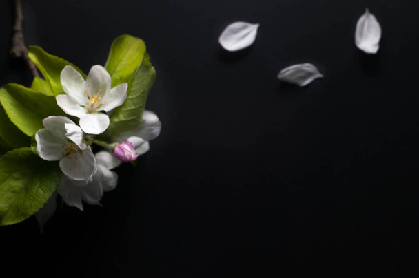 soft focus of branch with white flowers, pink button, green leaves and petals on black background with copy space - Photo, Image