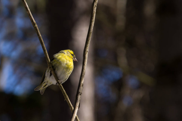Little bird siskin sits in winter on a blurred bokeh background branch - Photo, Image