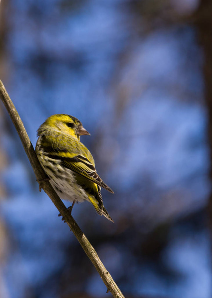 Little bird siskin sits in winter on a blurred bokeh background branch - Fotó, kép