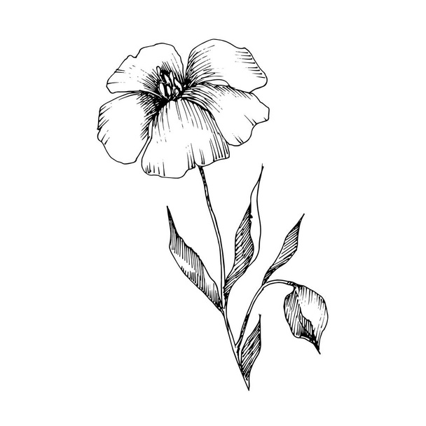 Vector Flax kwiatowy kwiatów botanicznych. Czarno-biała grawerowana sztuka atramentu. Izolowane lnu ilustracji element. - Wektor, obraz