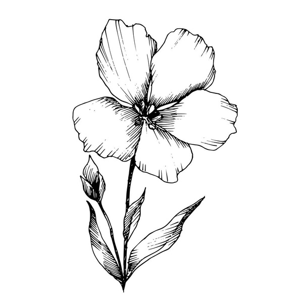 Vector Flax flores botánicas florales. Tinta grabada en blanco y negro. Elemento aislado de ilustración de lino
. - Vector, imagen