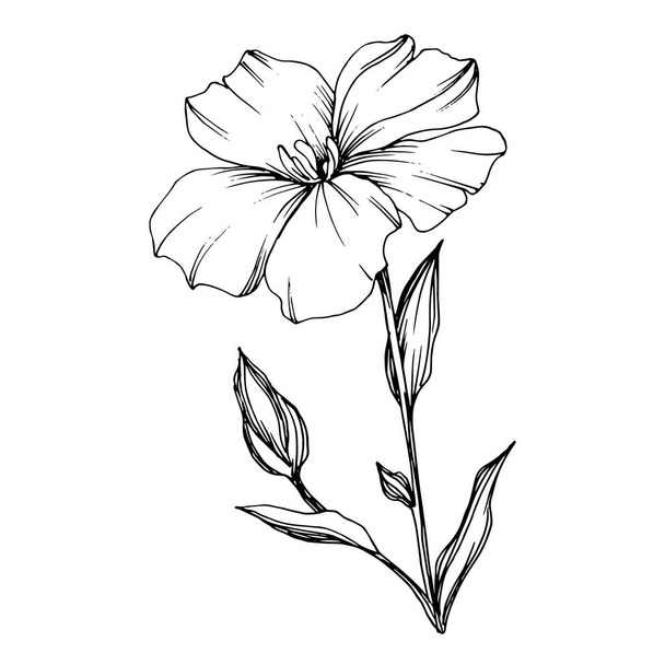 Vector Flax floral botanical flowers. Black and white engraved ink art. Isolated flax illustration element. - Vetor, Imagem
