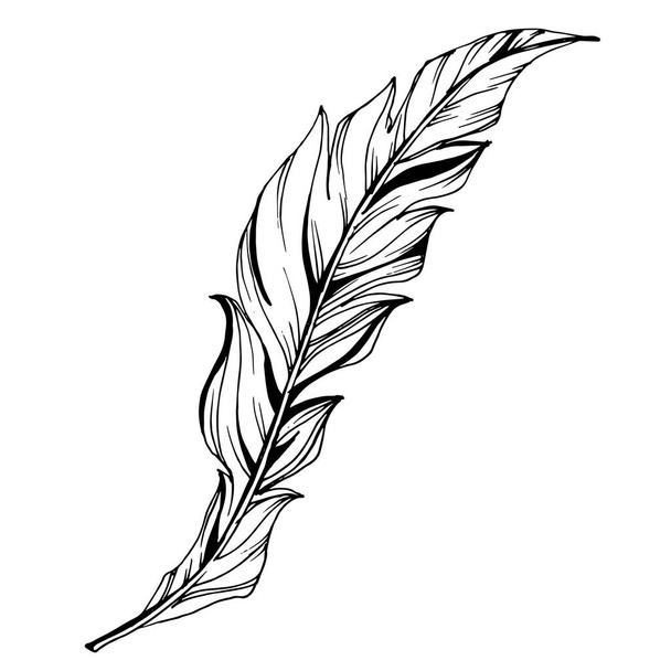 Vector Bird feather from wing isolated. Black and white engraved ink art. Isolated feathers illustration element. - Vector, Image
