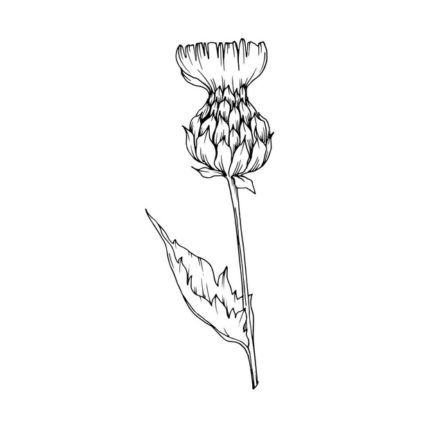 Vector Herbal floral foliage. Black and white engraved ink art. Isolated herbal illustration element. - Vetor, Imagem