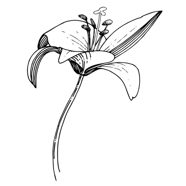 Φυτικό βοτανικό λουλούδι Vector Lily. Μαύρο και άσπρο χαραγμένο μελάνι τέχνης. Μεμονωμένο στοιχείο απεικόνισης του Λίλιου. - Διάνυσμα, εικόνα