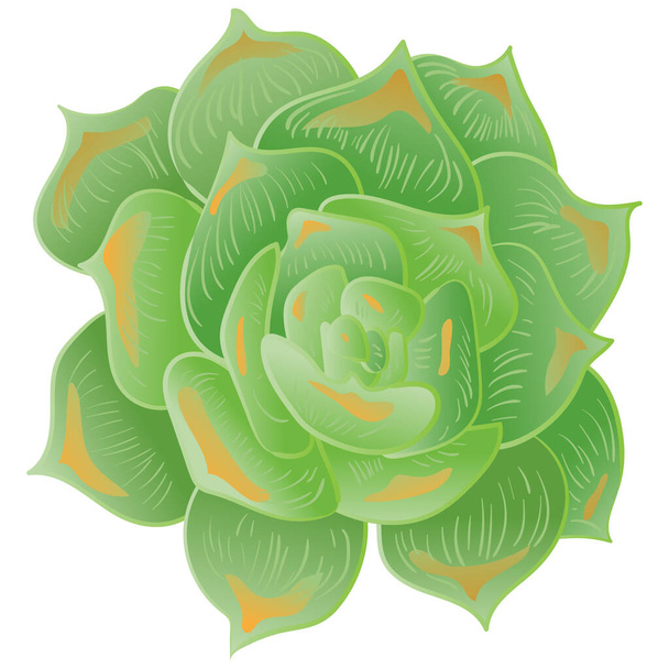 Vector Succulent floral botanical flower. Black and white engraved ink art. Isolated succulents illustration element. - Vektor, obrázek