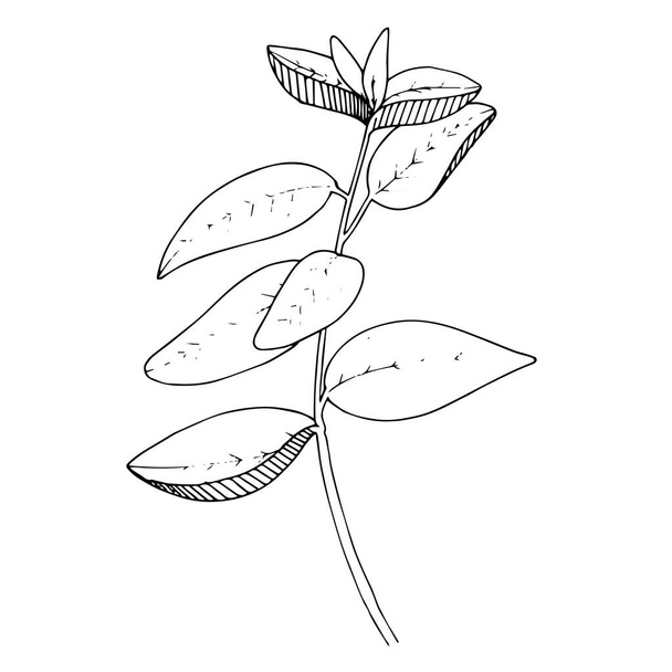 Растение векторных трав. Черно-белый рисунок чернил. Изолированный травяной иллюстрационный элемент
. - Вектор,изображение