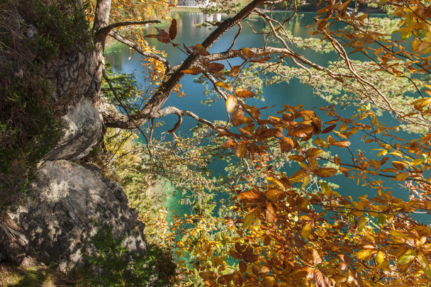 アルプゼー湖の裸の木 - 写真・画像