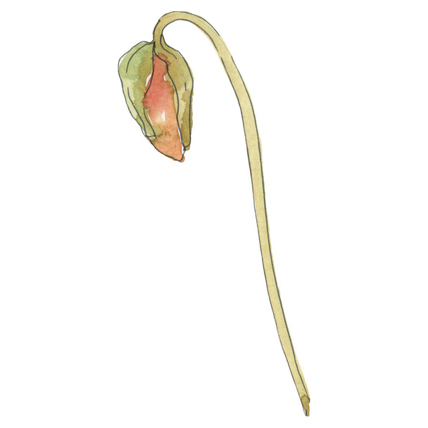 Flor botânica floral de papoula vermelha. Conjunto de ilustração de fundo aquarela. Isolado elemento ilustração da papoula
. - Foto, Imagem