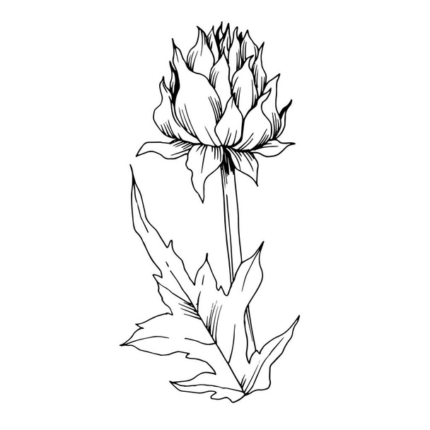 ベクトルハーブの花の葉。黒と白の刻まインクアート。分離されたハーブイラスト要素. - ベクター画像