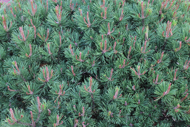 Green pine branches. Green coniferous background. - Photo, Image