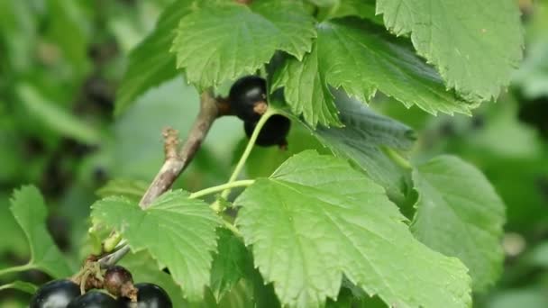 Currant berries. Harvesting of currant berries in the gardens of Ukraine. Summer  narvest  of currant berries. Sunny summer day in the Ukrainian gardens.  - Footage, Video
