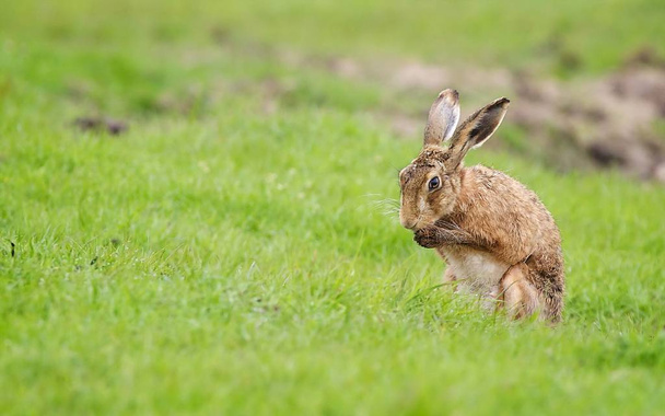 Hare on the grass - Fotó, kép