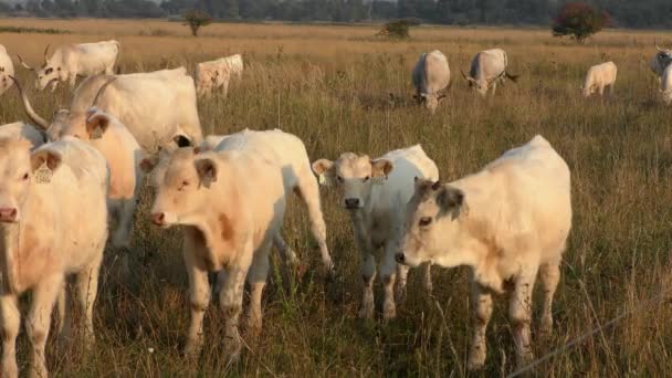 longhorn cows grazing in a field - Video, Çekim