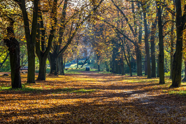 autumn alley in the park with colorful leaves - Foto, afbeelding