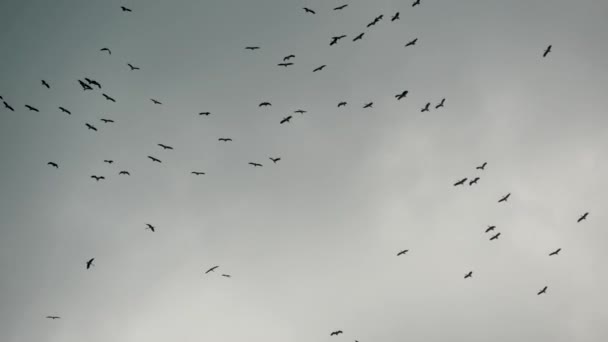 Desde abajo bandada de cigüeñas volando contra el cielo gris nublado. Siluetas de pájaros volando como símbolo de libertad y naturaleza. Concepto de conservación del medio ambiente y especies de animales en peligro de extinción - Metraje, vídeo