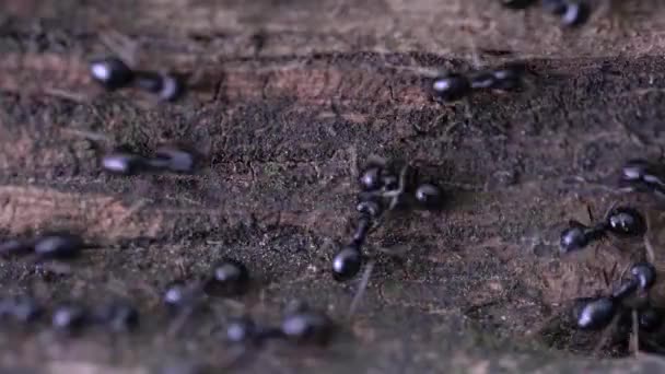Hormigas bulliciosamente pasan por el árbol empotrado
 - Imágenes, Vídeo