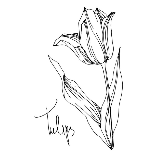 Vector tulip floral botanical flower. Black and white engraved ink art. Isolated tulips illustration element. - ベクター画像