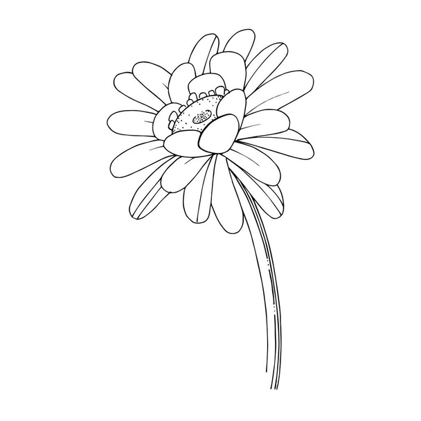 Vector gerbera floral botanical flower. Black and white engraved ink art. Isolated gerbera illustration element. - Vektor, kép