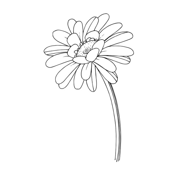 ベクトル・ゲバラの花植物の花。黒と白の刻まインクアート。隔離されたガーベラのイラスト要素. - ベクター画像