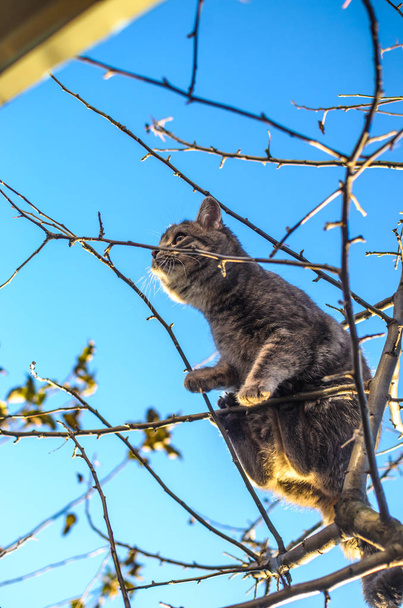 kleines und flauschiges grau gestromtes Kätzchen klettert auf einen trockenen Baum mit ein paar Blättern links, klarem blauem Himmel und schönem orangefarbenem Licht, Hinterhof - Foto, Bild
