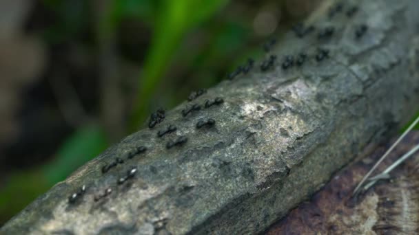 Mravenci pilně jdou po tenkém stromě - Záběry, video