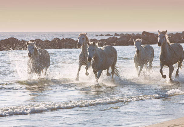 Pferde galoppieren am Rande des Meeres - Foto, Bild