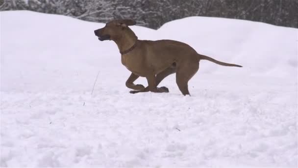 新鮮な雪で遊ぶ犬 - 映像、動画