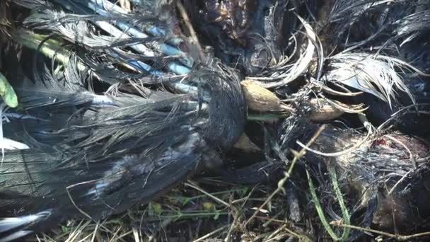 サナトリオピルス(Thanatopilus)は、シルフィア科のシルフィアムシ属で、羽の間で死んだ鳥の上を走り腐敗を破壊する。 - 映像、動画