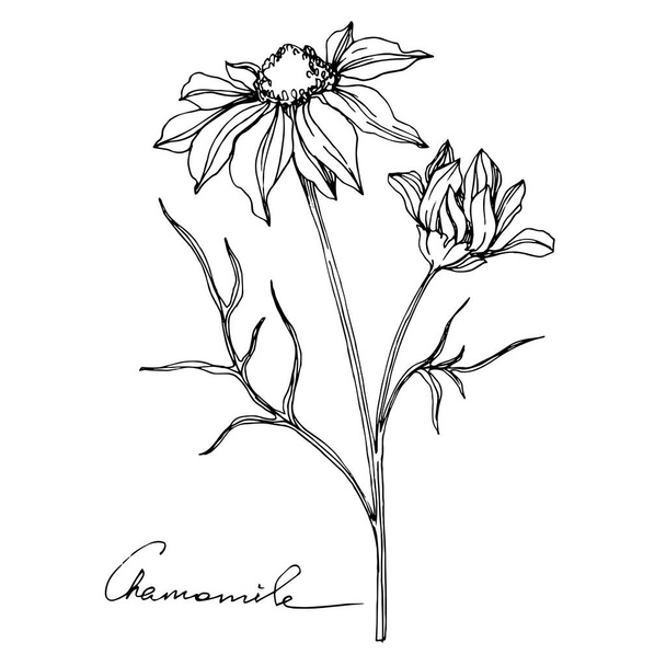 Διάνυσμα Χαμομηλιού ανθικό βοτανικό λουλούδι. Μαύρο και άσπρο χαραγμένο μελάνι τέχνης. Μεμονωμένα στοιχεία εικονογράφησης λουλουδιών. - Διάνυσμα, εικόνα