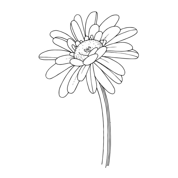 Vector gerbera ανθικό βοτανικό λουλούδι. Μαύρο και άσπρο χαραγμένο μελάνι τέχνης. Μεμονωμένο στοιχείο απεικόνισης ζέρμπερας. - Διάνυσμα, εικόνα