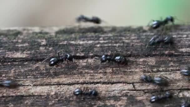 Hormigas bulliciosamente va a través de árbol viejo
 - Imágenes, Vídeo