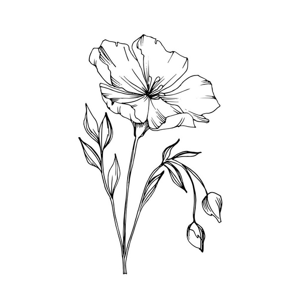 Vector Flax floral botanical flowers. Black and white engraved ink art. Isolated flax illustration element. - Wektor, obraz