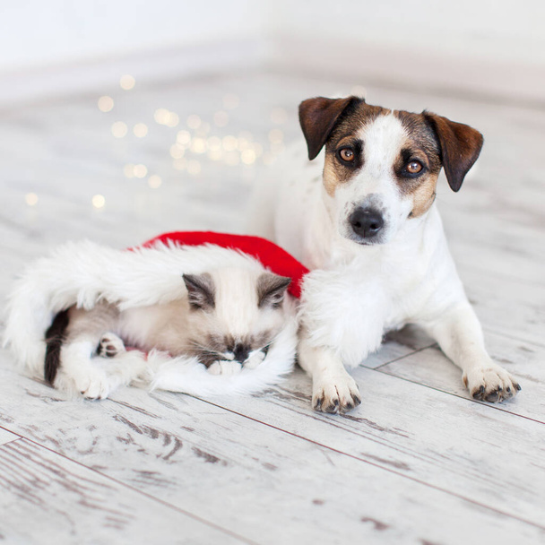 Cat in christmas hat and dog - Fotoğraf, Görsel