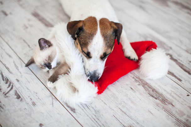 Cat in christmas hat and dog - Фото, зображення