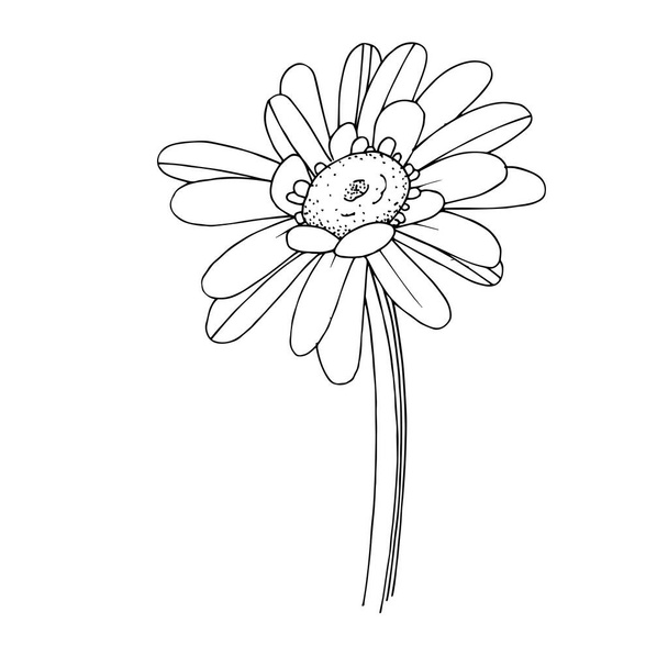 Vector gerbera floral botanical flower. Black and white engraved ink art. Isolated gerbera illustration element. - Vector, Image