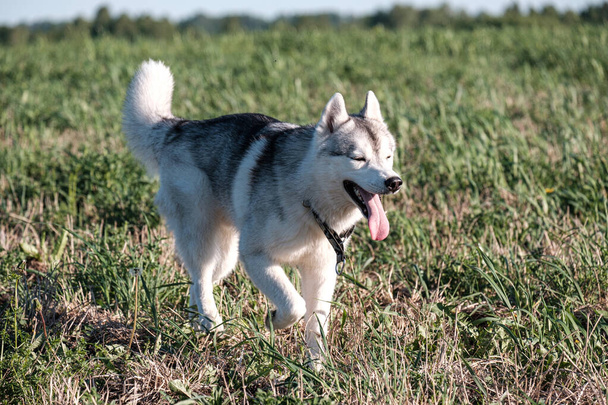 running across the field squinting dog with his tongue sticking out - Φωτογραφία, εικόνα