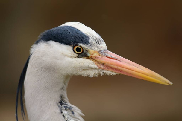 Grey heron (ardea cinerea) - Photo, Image