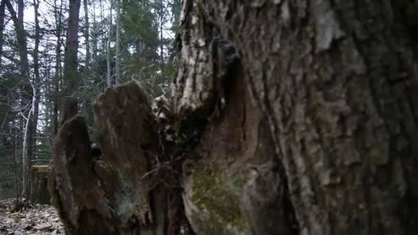 Fille galopant à travers les bois
 - Séquence, vidéo