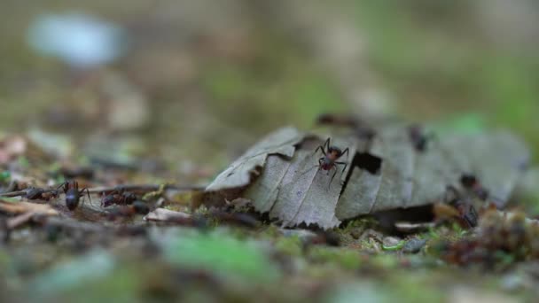 Ants collect pieces of leaves to build anthill - Materiał filmowy, wideo