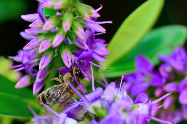 Purple hebe flower - Photo, Image