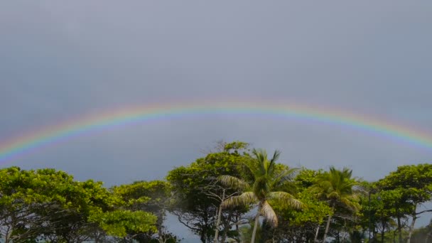 Rainbow over palmbomen - Video