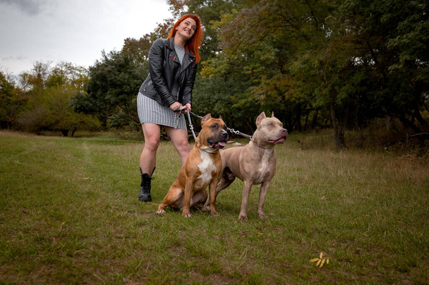 nő két gyönyörű amerikai Staffordshire pitbulls - Fotó, kép