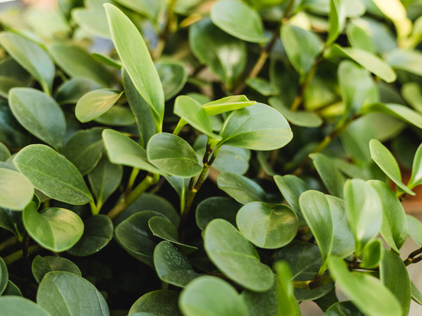 peperomia obtusifolia Textur. Kreatives Layout aus grünen Blättern. Hintergrund Natur - Foto, Bild