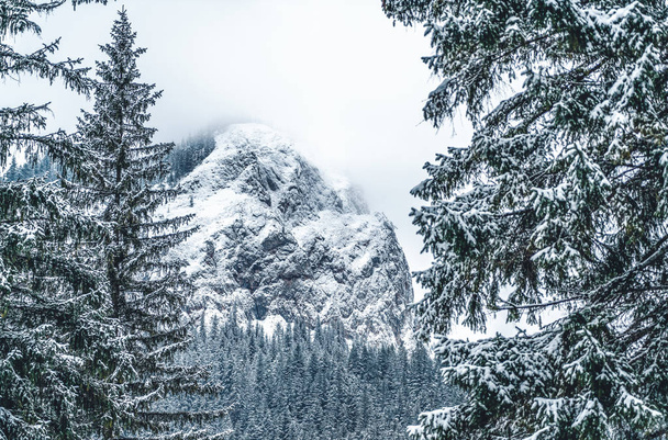 Majestatyczne góry zimą z białymi śnieżnymi świerkami. Wspaniały, wietrzny krajobraz. Niesamowity widok na pokryte śniegiem góry skalne. Kontekst podróży - Zdjęcie, obraz