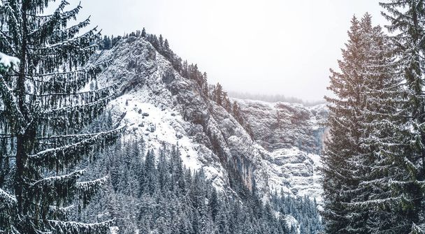 Majestatyczne góry zimą z białymi śnieżnymi świerkami. Wspaniały, wietrzny krajobraz. Niesamowity widok na pokryte śniegiem góry skalne. Kontekst podróży - Zdjęcie, obraz